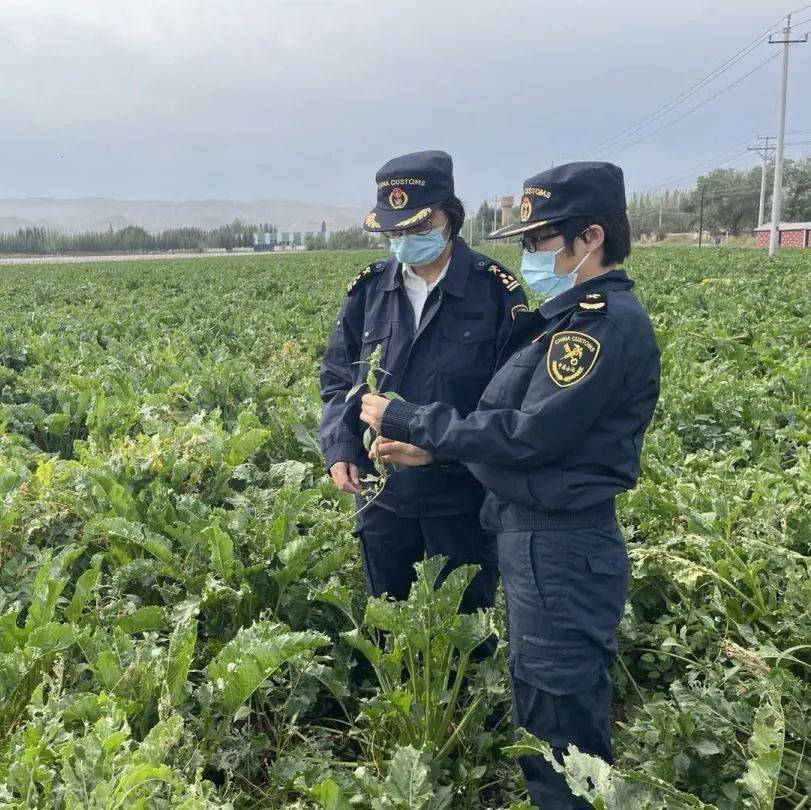 【動植物檢疫】進口種子的通關之旅