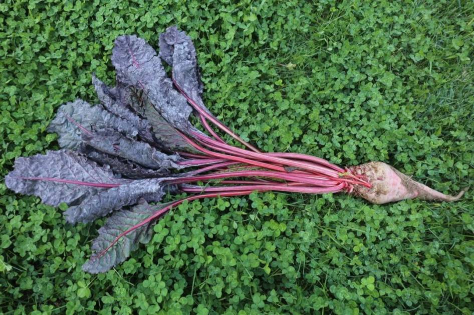 【動植物檢疫】進口種子的通關之旅