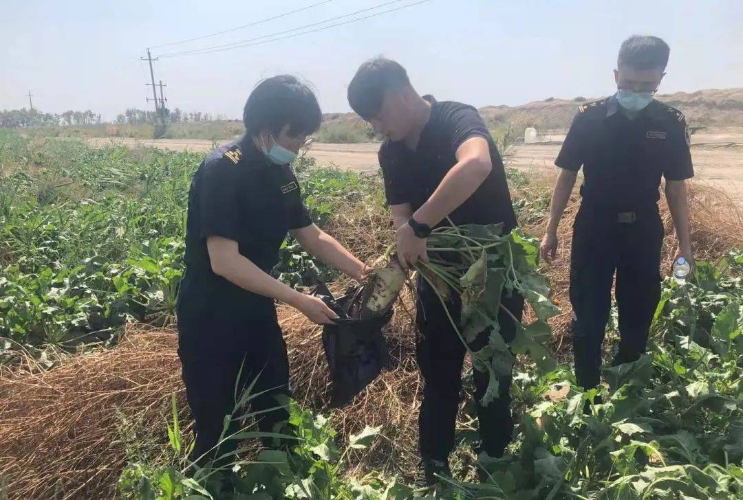 【動植物檢疫】進口種子的通關之旅